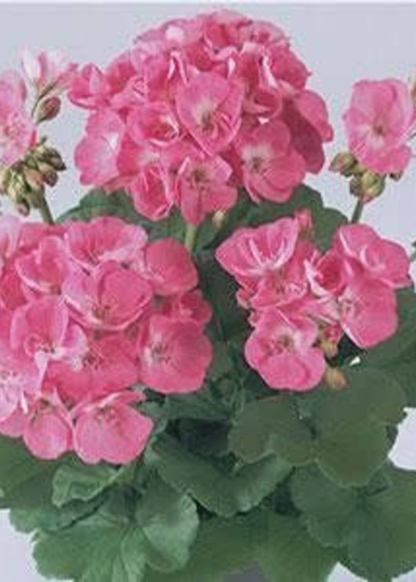 Geranium,  Hot Pink, 4.5" pot