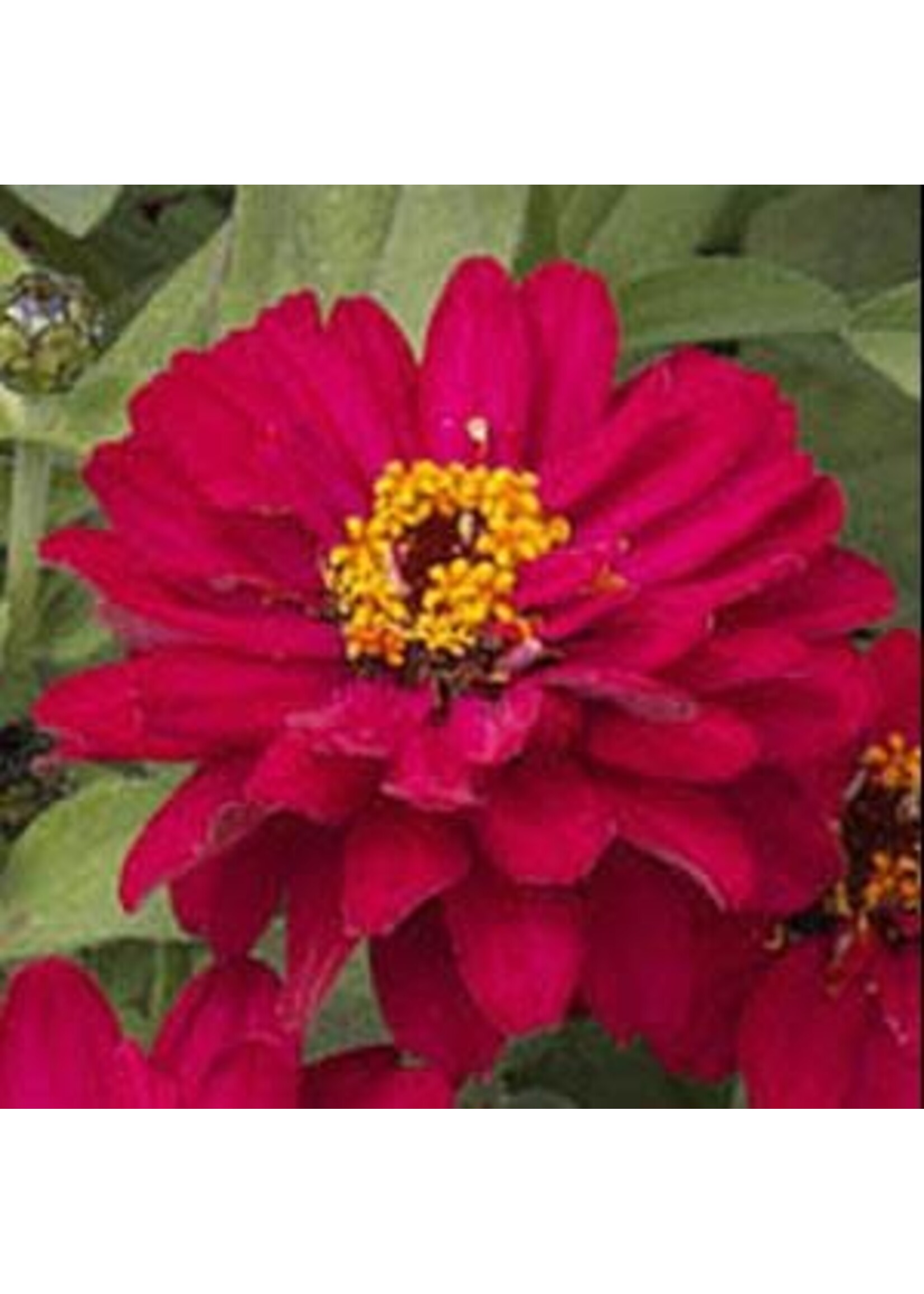 Zinnia, Profusion Double Cherry, 4.5’ Pots
