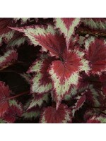 Begonia, Jurassic Rex Assorted Color, 4.5" Pot