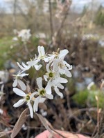 Spring Bloom Amelanchier can. Serviceberry - Shadblow, #3