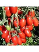 Tomato, San Marzano- Vegetable, 4" pot