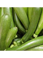Squash, Zucchini Green - Vegetable, 4" pot