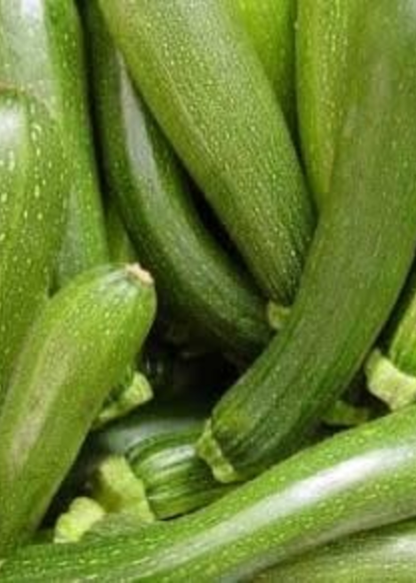 Squash, Zucchini Green - Vegetable, 4" pot