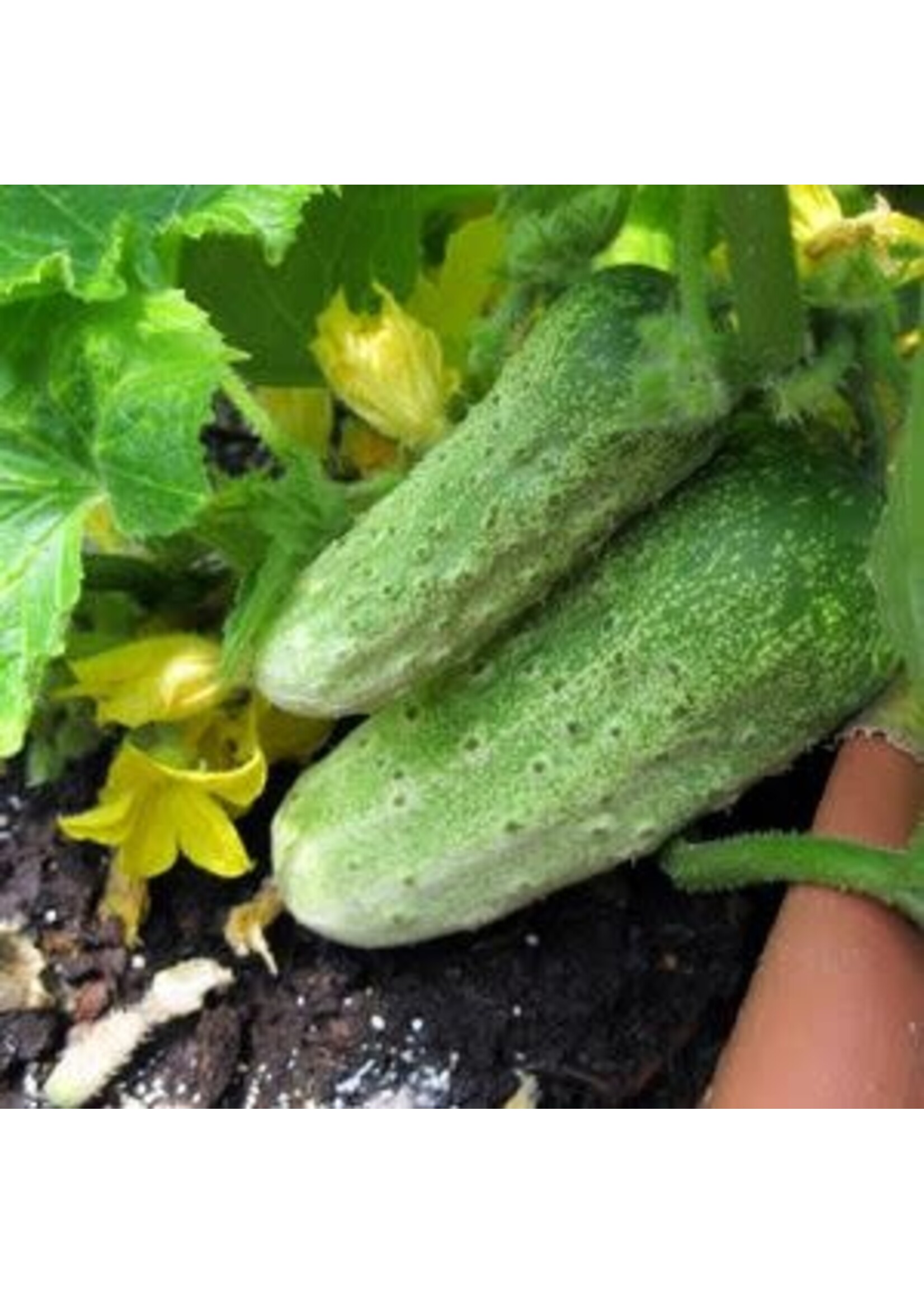 Cucumber, Homemade pickles- Vegetable, 4.5" pot
