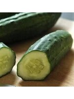 Cucumber, patio, 4.5" pot