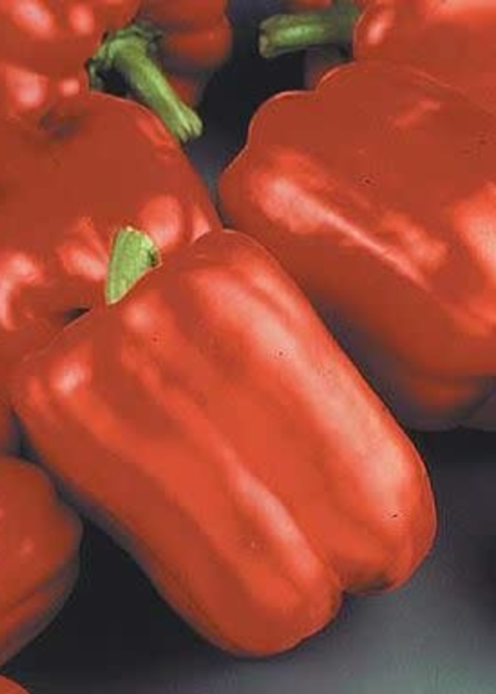 Pepper, Red Beauty - Vegetable, 4" pot