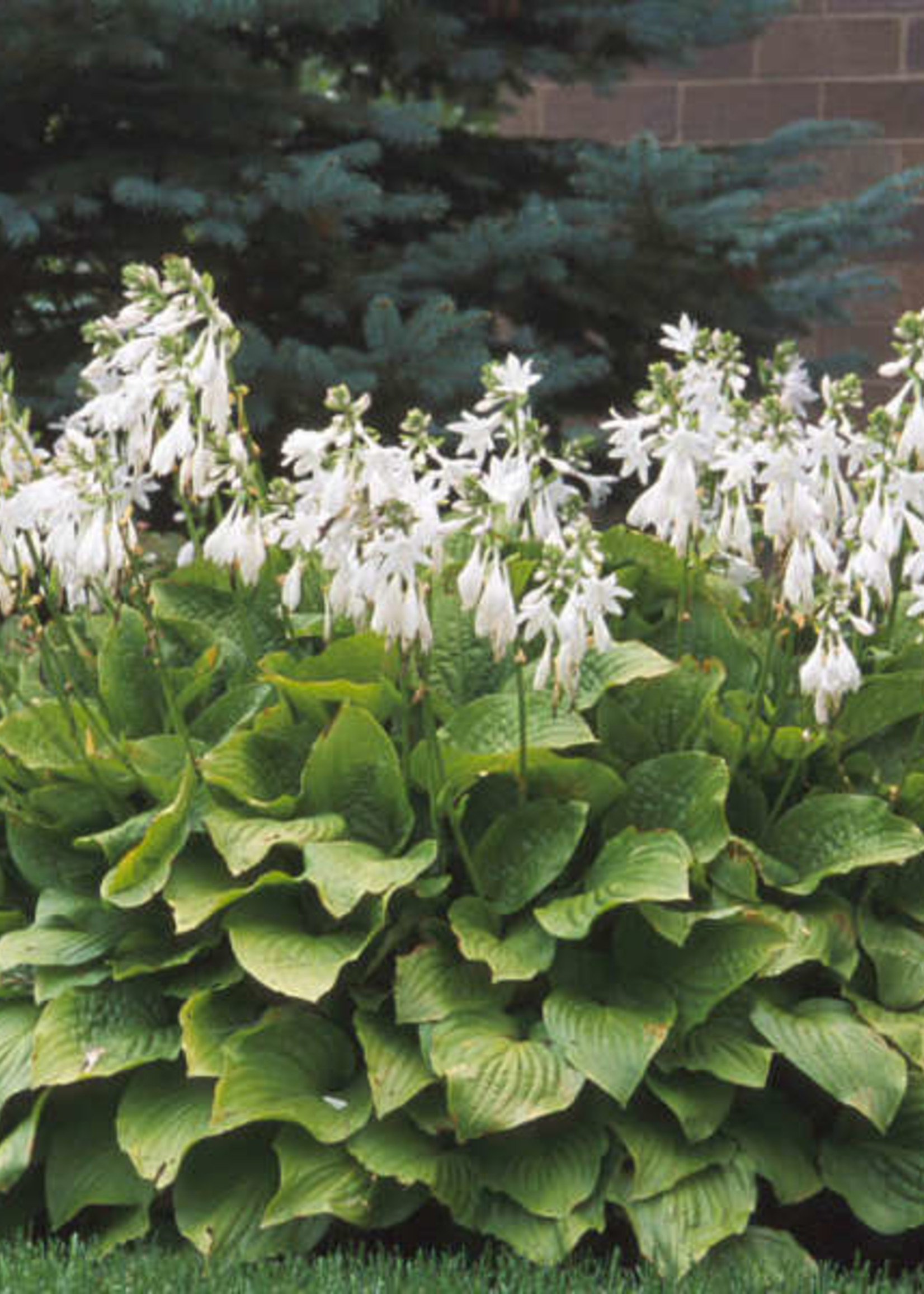 Hosta Royal Standard Plantain Lily, Royal Standard, #3