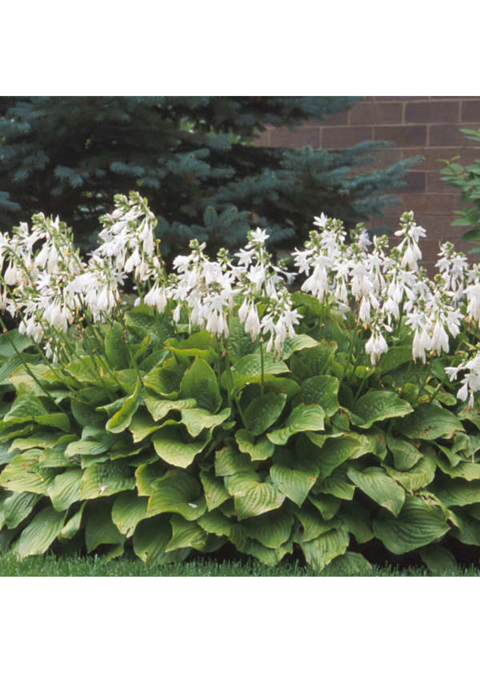 Hosta Royal Standard Plantain Lily, Royal Standard, #3