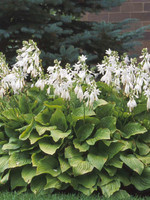 Hosta Royal Standard Plantain Lily, Royal Standard, #1