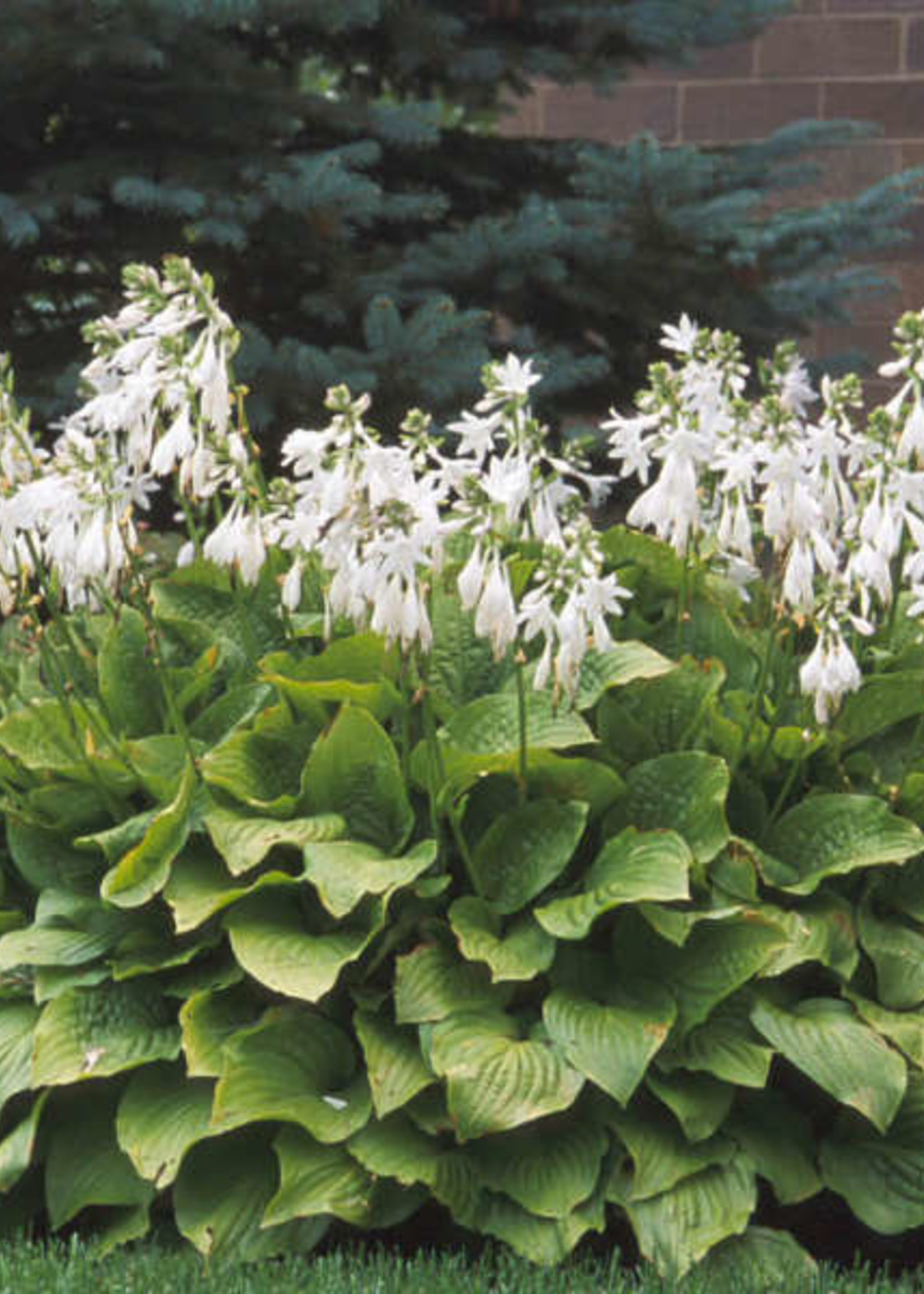 Hosta Royal Standard Plantain Lily, Royal Standard, #1