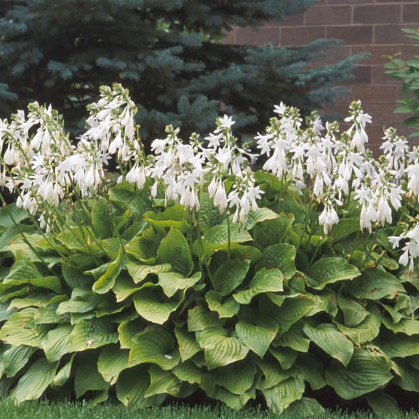 Plantain lily shop