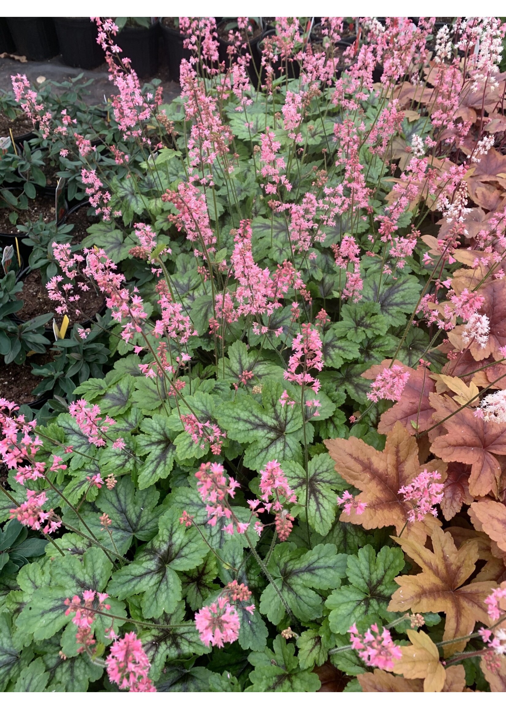 Heucherella Pink Revolution Foamy Bells, #1