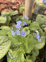 Brunnera mac. Alexander's Great,  Brunnera, #1