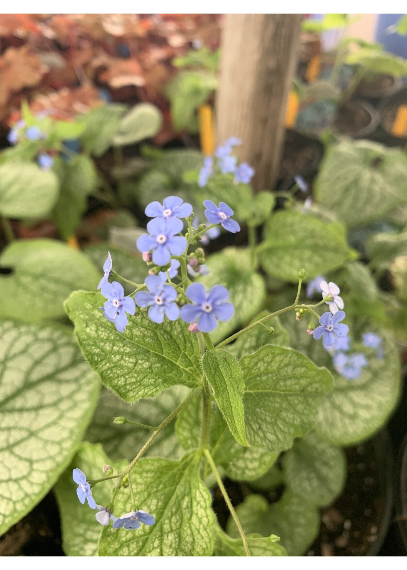 Brunnera mac. Alexander's Great,  Brunnera, #1