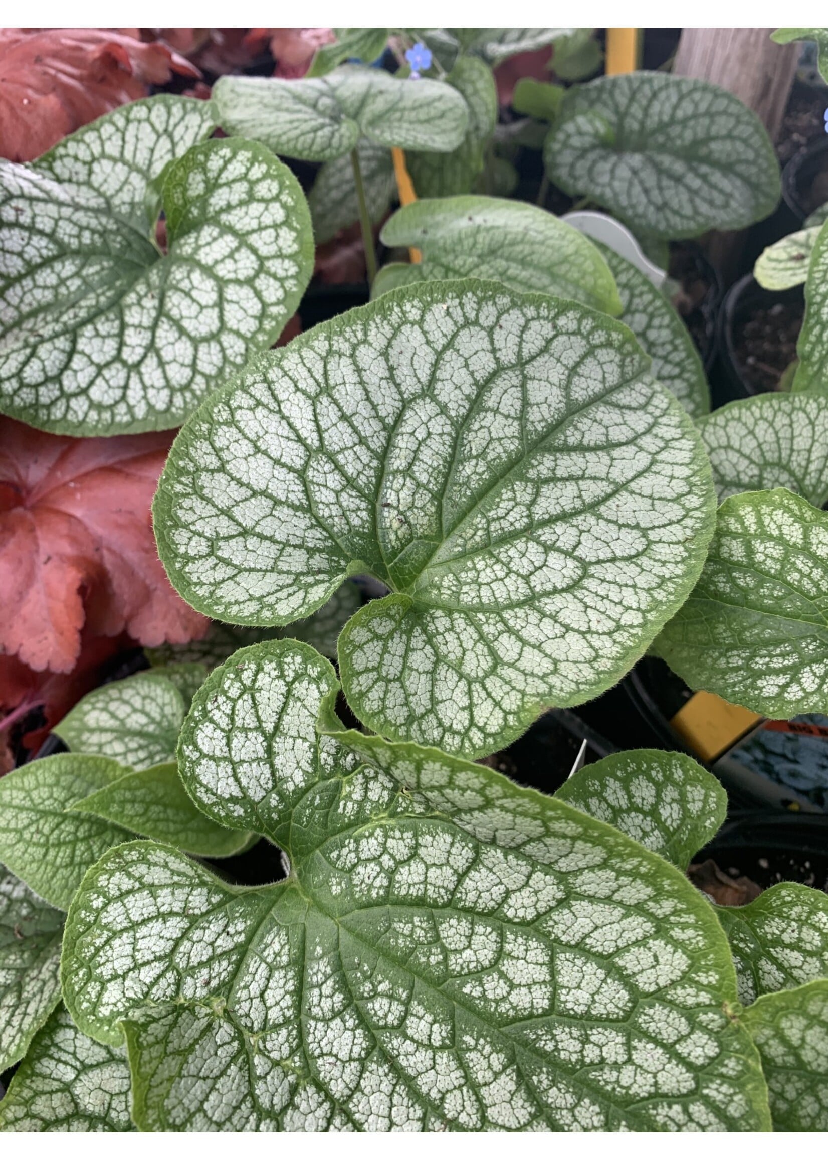 Brunnera mac. Alexander's Great,  Brunnera, #1