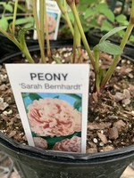 Paeonia sp. Peony, Sarah Bernhardt, #1