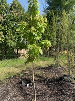 Acer x freemanii Jeffersred Maple - Freeman, Autumn Blaze, #7
