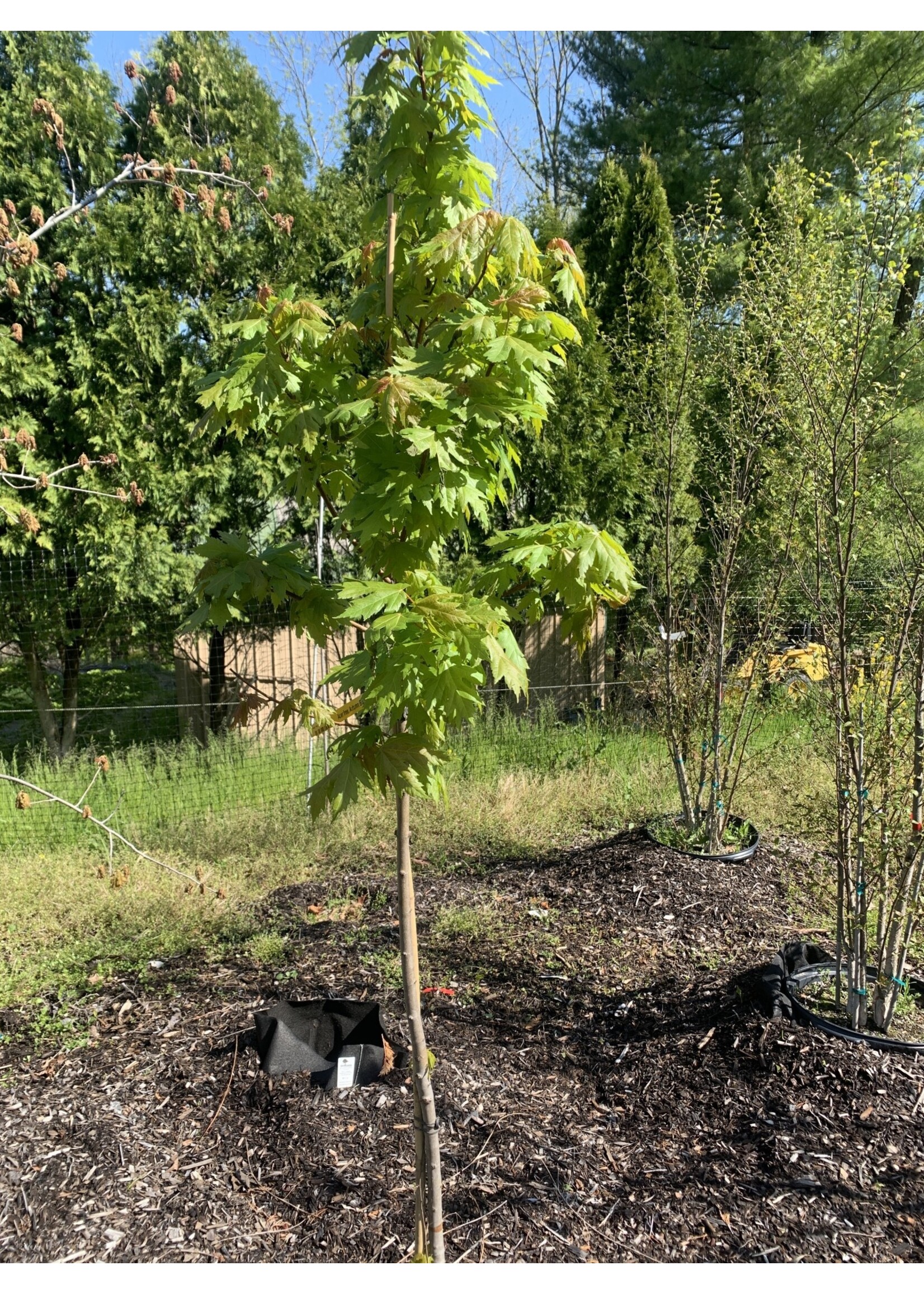 Acer x freemanii Jeffersred Maple - Freeman, Autumn Blaze, #7