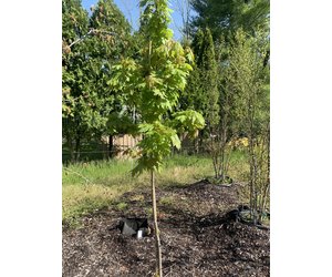 Acer x freemanii - Autumn Blaze | Behmerwald - Behmerwald Nursery