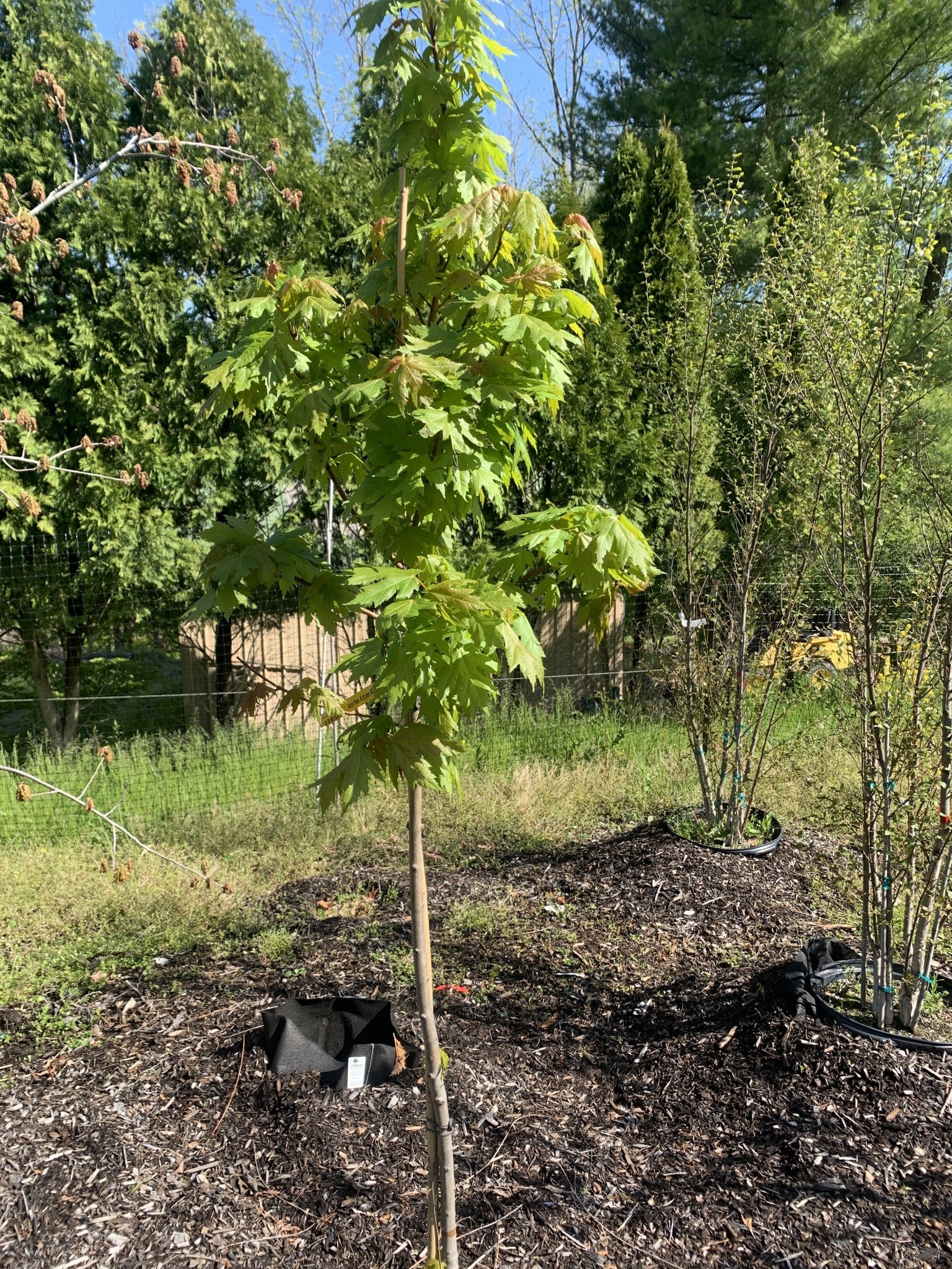 Acer x freemanii - Autumn Blaze | Behmerwald - Behmerwald Nursery