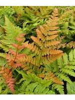 Dryopteris ery. Autumn Brilliance Fern - Autumn, Brilliance, #1