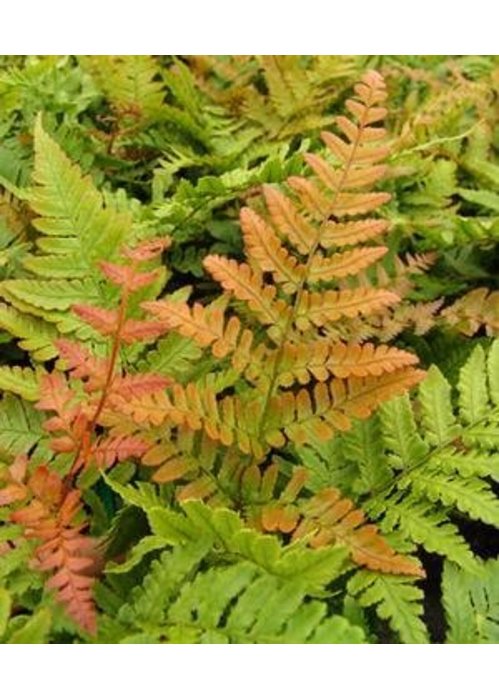 Dryopteris ery. Autumn Brilliance Fern - Autumn, Brilliance, #1