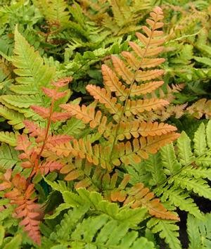 Dryopteris ery. Brilliance Fern - Autumn, Brilliance, #1