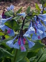 Spring Bloom Mertensia virginica Virginia Bluebells, #1