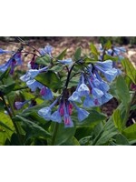 Spring Bloom Mertensia virginica Virginia Bluebells, #1