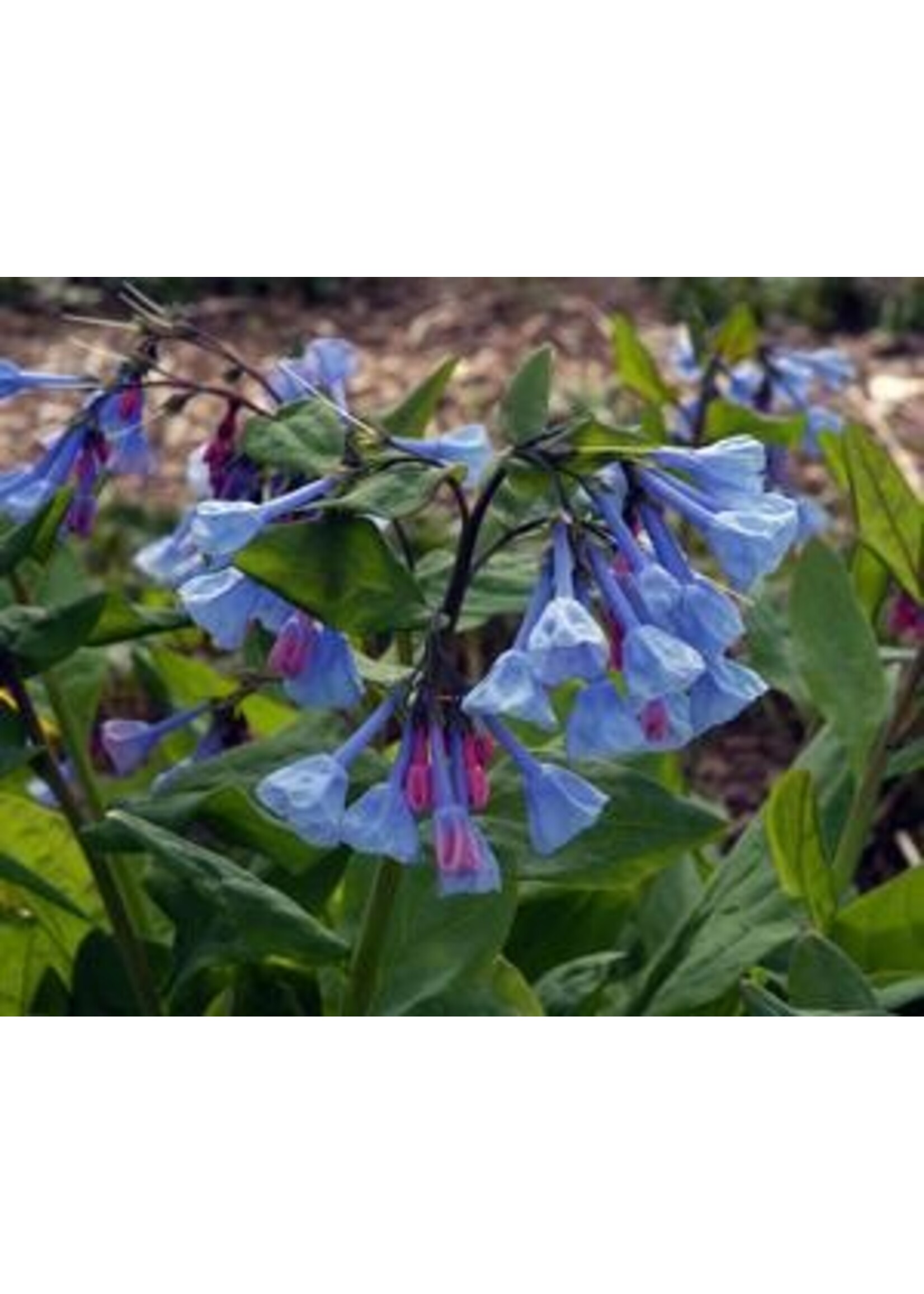 Mertensia virginica Virginia Bluebells, #1