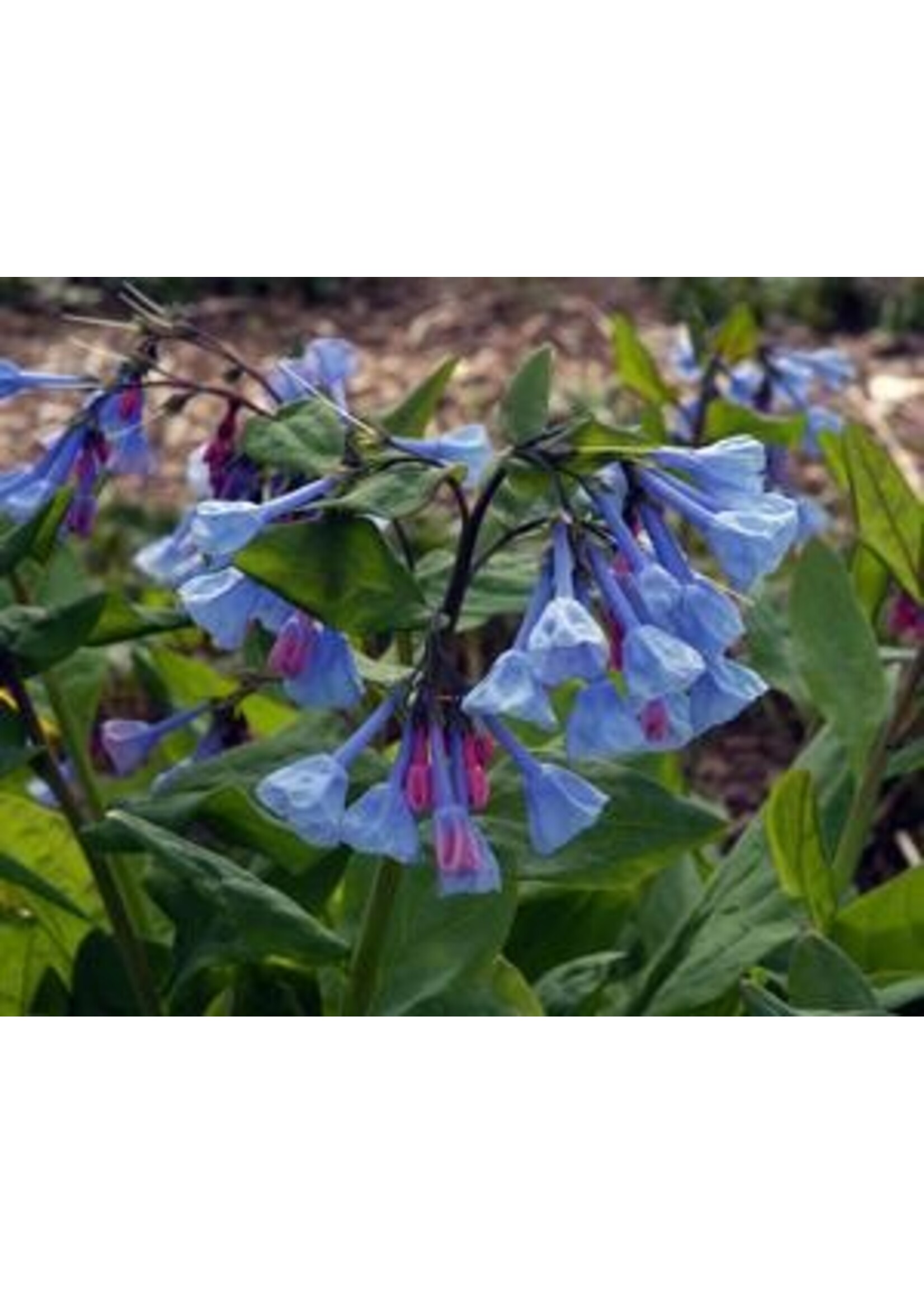 Spring Ephemerals Mertensia virginica Virginia Bluebells, #1