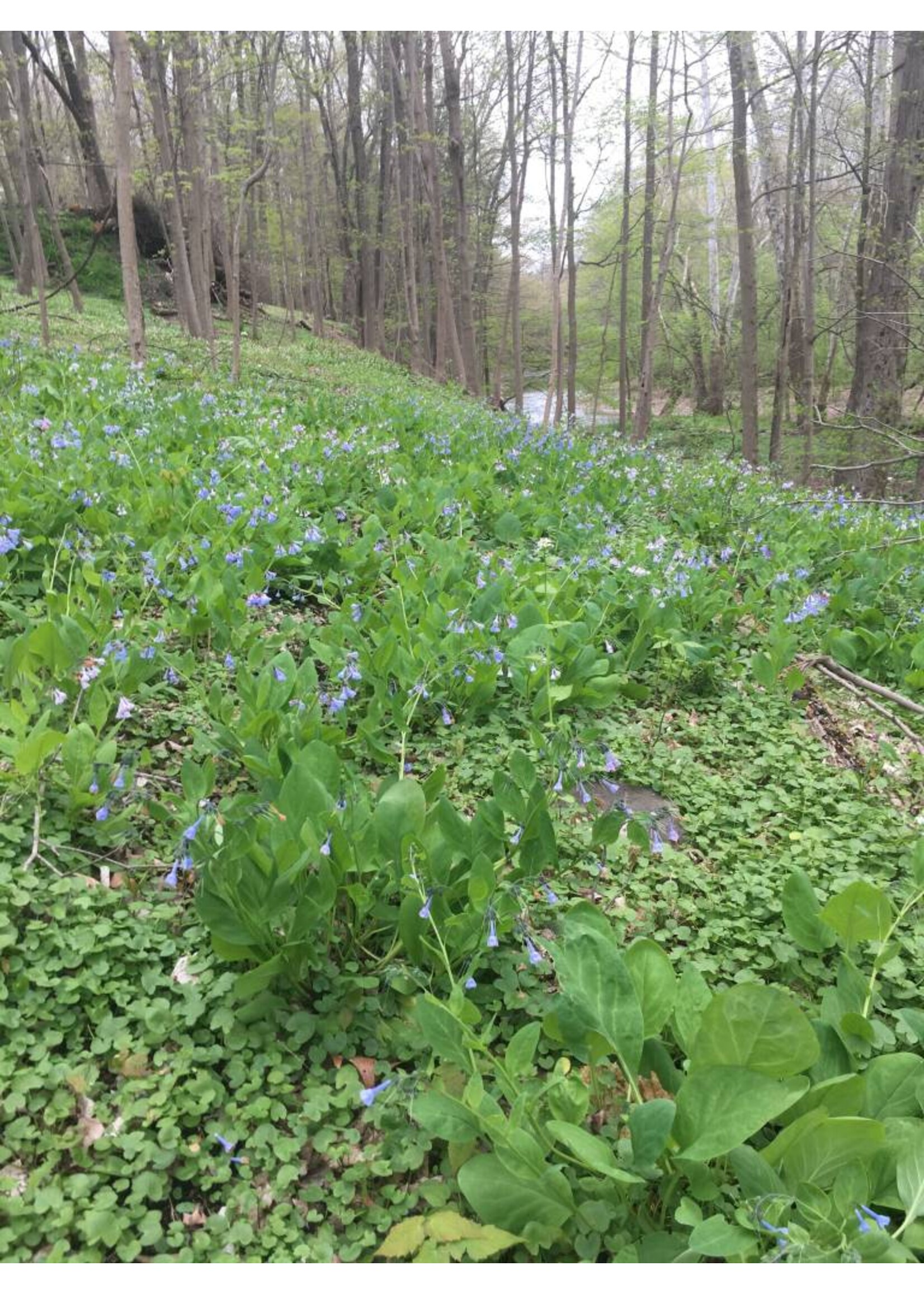 Spring Ephemerals Mertensia virginica Virginia Bluebells, #1