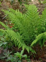 Dryopteris goldiana Fern, Goldie's Wood #1