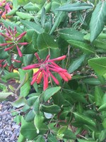 Lonicera Major Wheeler Honeysuckle Vine, Major Wheeler, #1