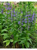 Lobelia siphilitica Cardinal Flower, Great Blue, #1