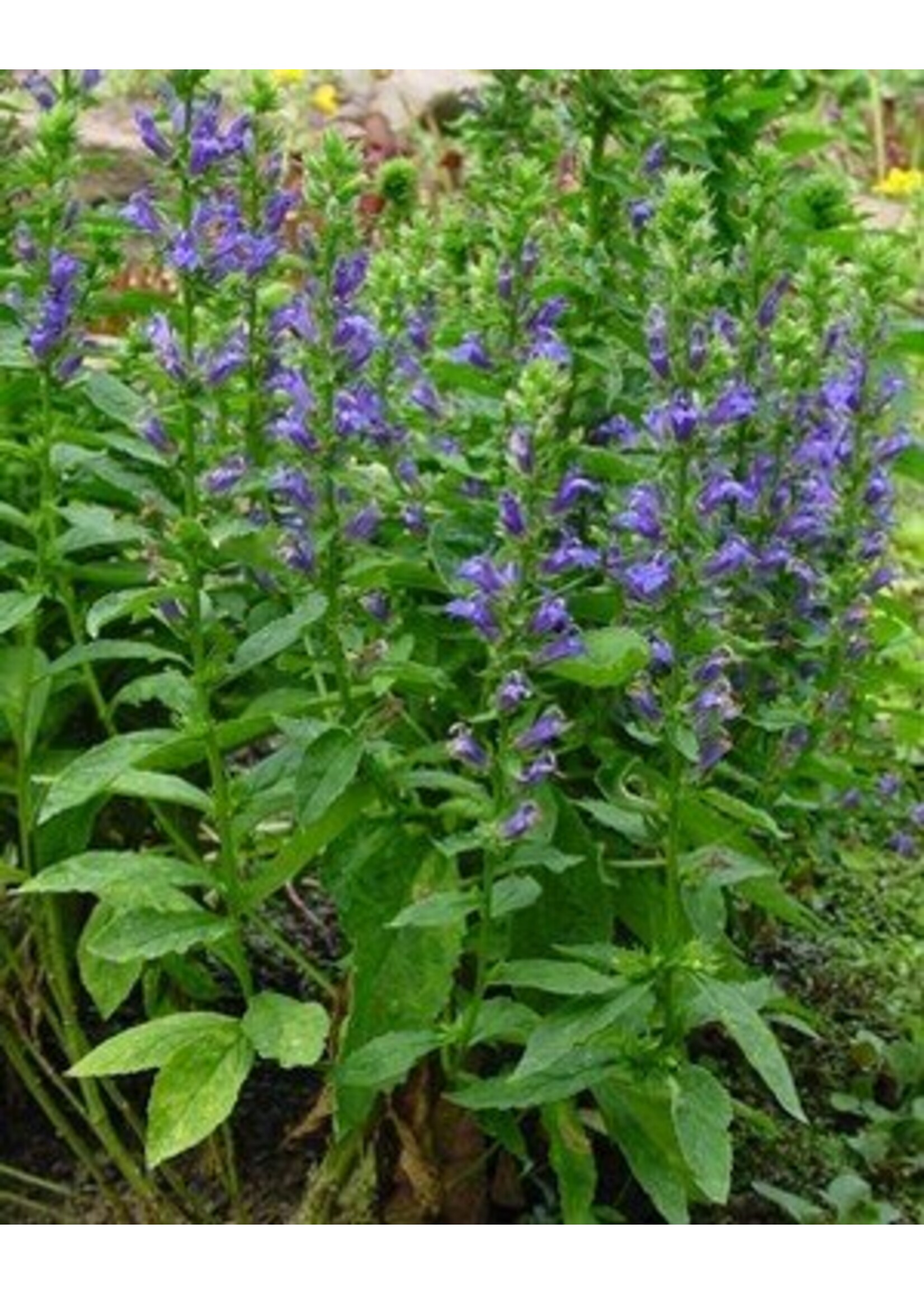 2024 Plant Olympics! Lobelia siphilitica Cardinal Flower, Great Blue, #1