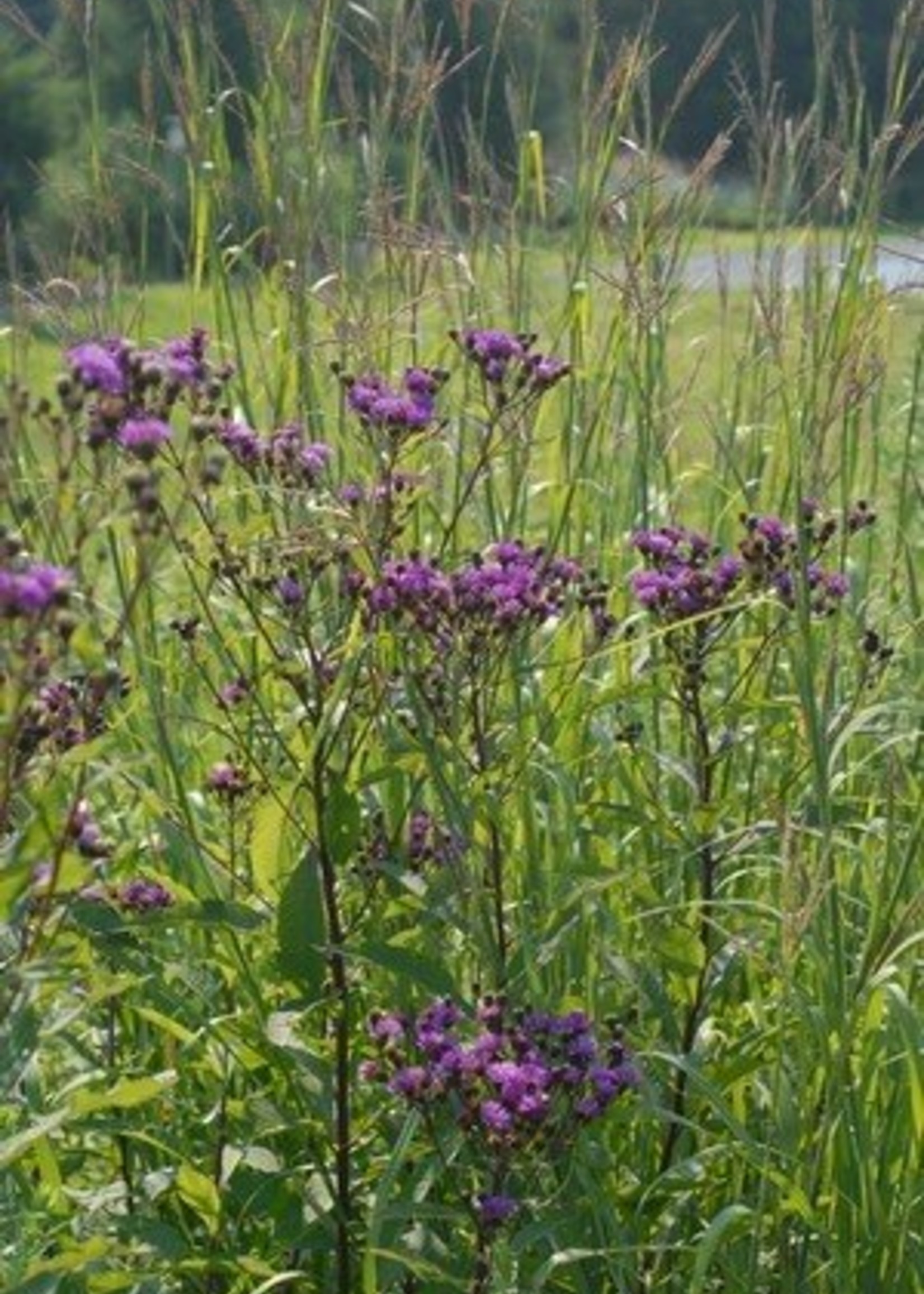 vernonia glauca