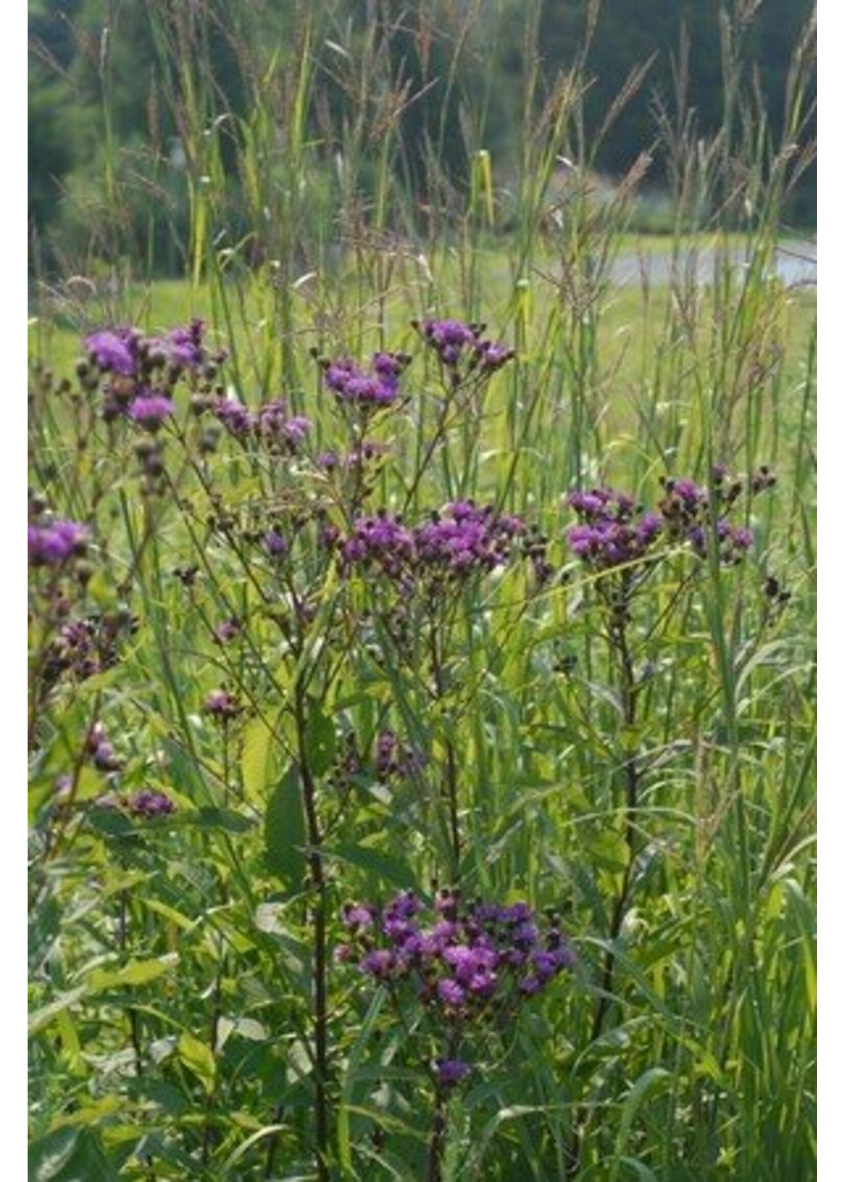 Vernonia noveboracensis Ironweed - New York, #1