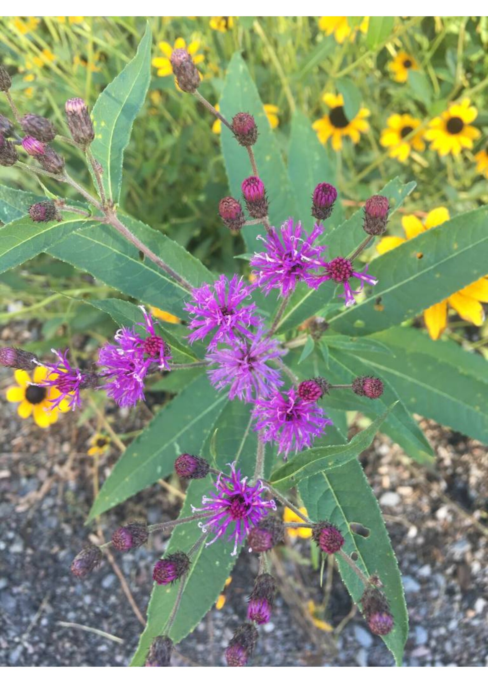 Vernonia noveboracensis Ironweed - New York, #1