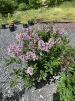 Syringa patula Miss Kim Lilac - Korean, Miss Kim, #3