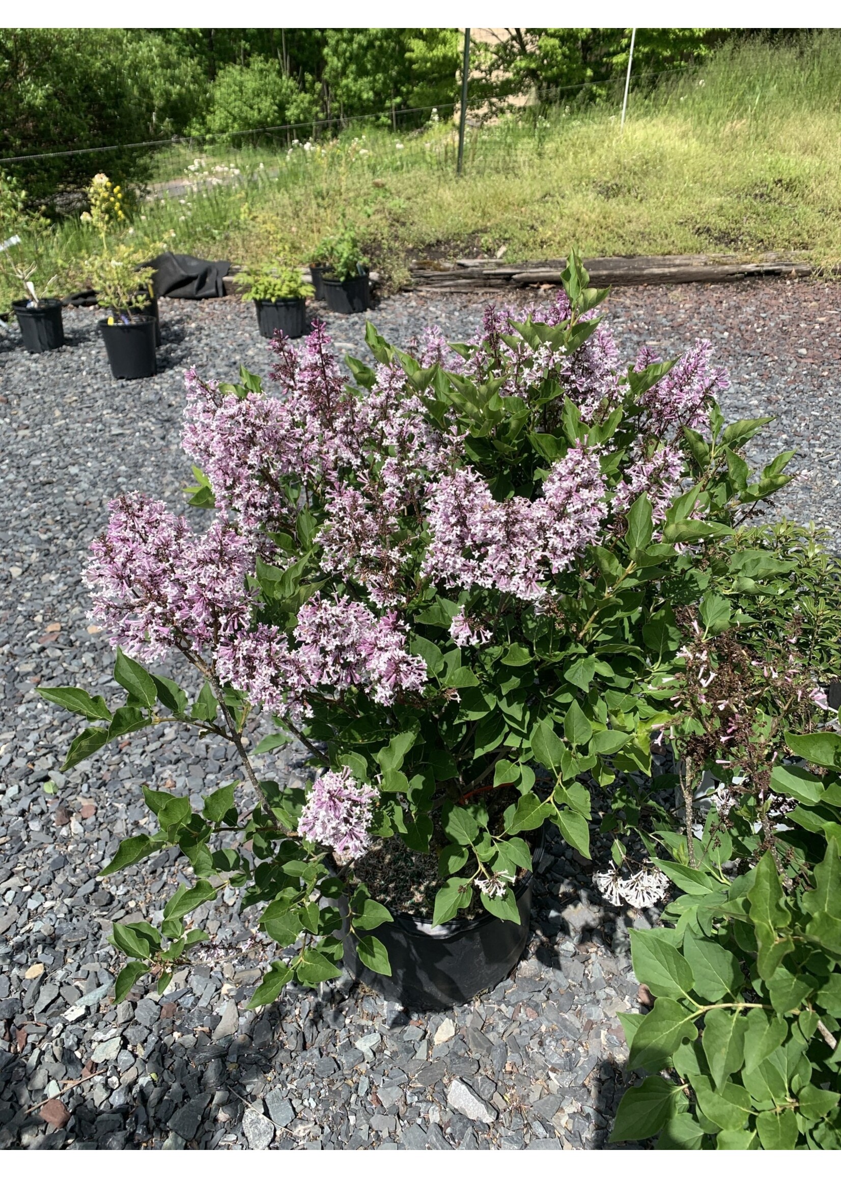 Syringa patula Miss Kim Lilac - Korean, Miss Kim, #3