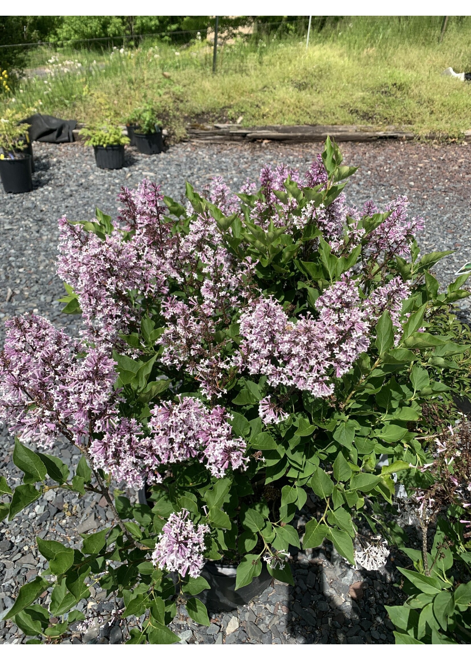 Syringa patula Miss Kim Lilac - Korean, Miss Kim, #3