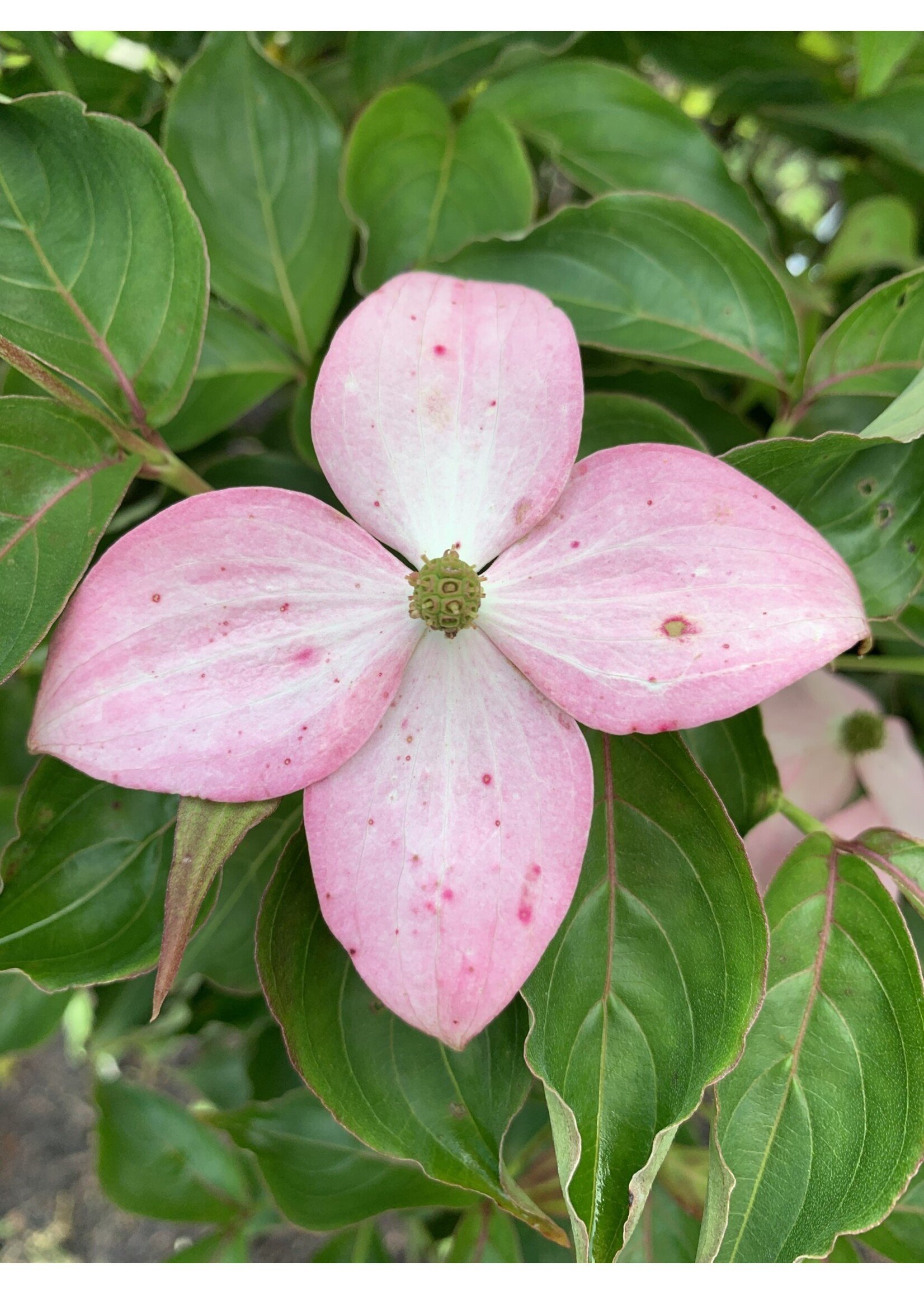Cornus kousa Scarlet Fire Dogwood #7