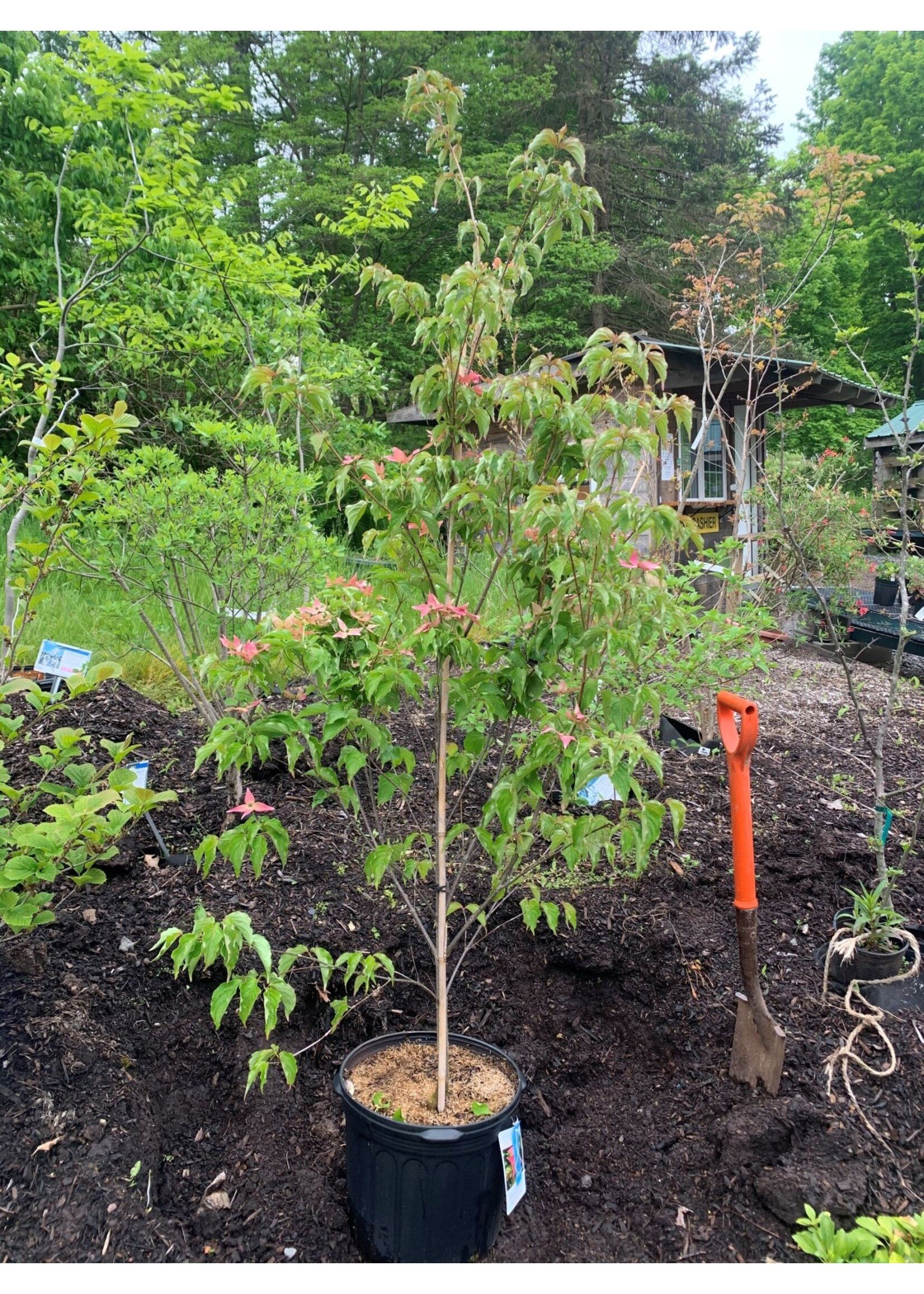 Cornus kousa Scarlet Fire Dogwood #7