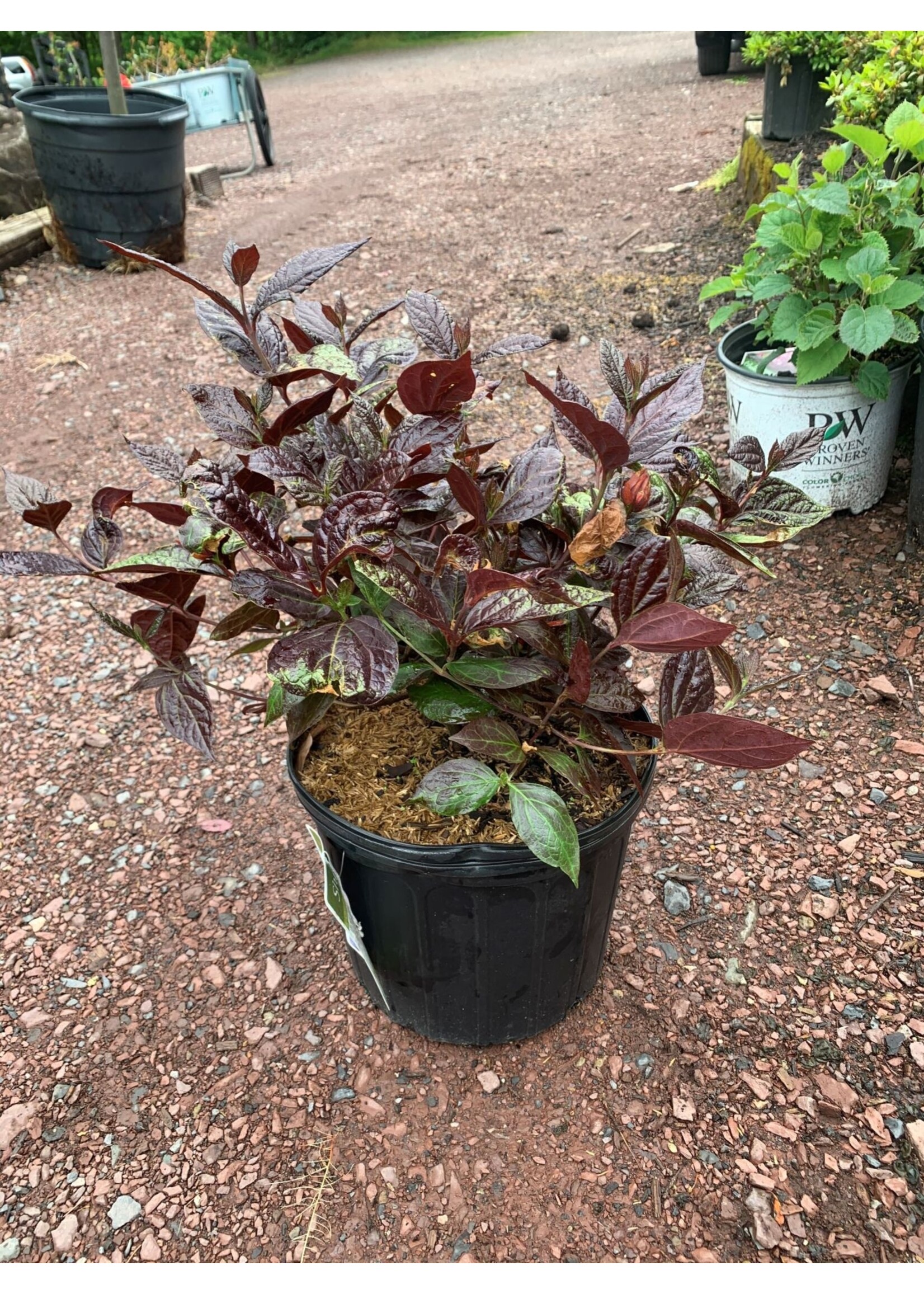 Calycanthus floridus Burgundy Spice Sweetshrub, Purple-Leaf, #3