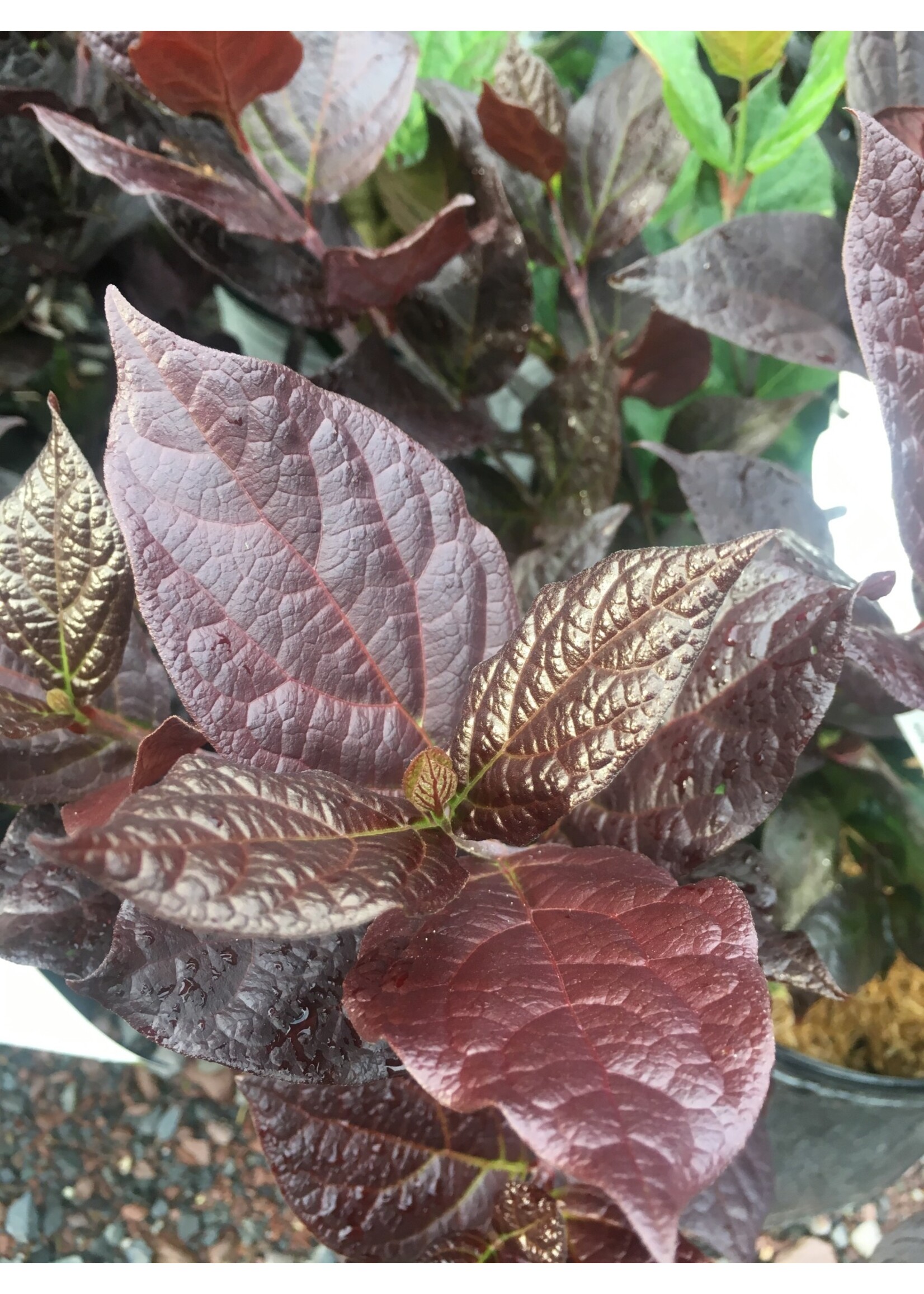 Calycanthus floridus Burgundy Spice Sweetshrub, Purple-Leaf, #3