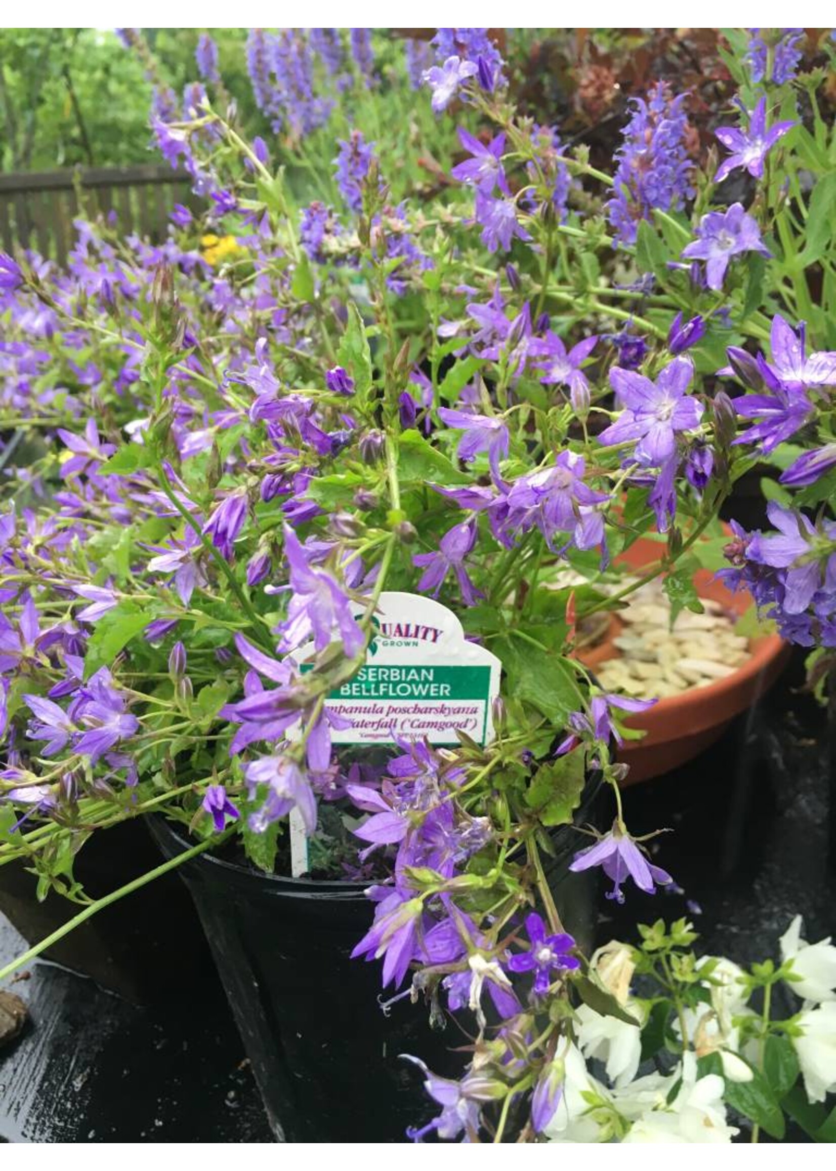 Campanula Blue Waterfall Bellflower, Blue Waterfall, #1