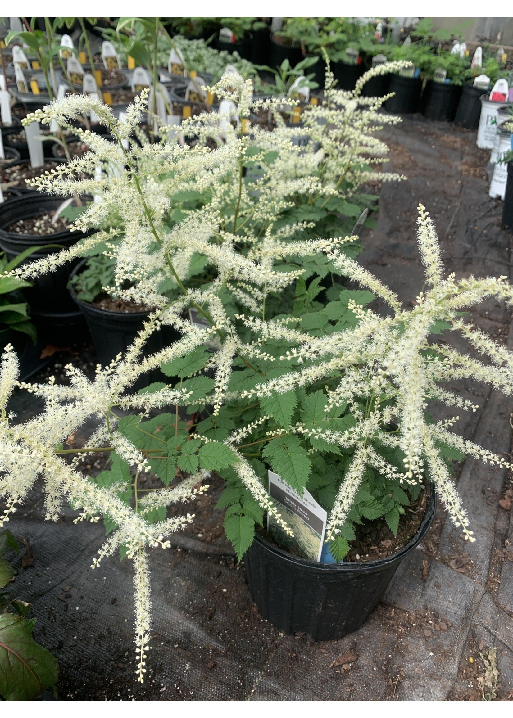 ARUNCUS MISTY LACE, Goat's Beard #1