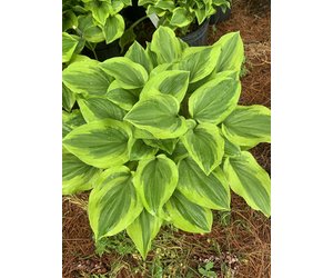 betel plant online Buy Betel Leaves Online | Betel Leaf Price