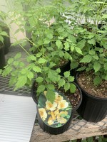 Campsis radicans Flava, Trumpet vine